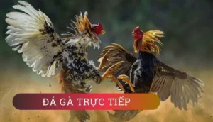 Hướng Dẫn Chi Tiết Cách Chơi Đá Gà GA28 Tại 69VN Thắng To 3 Hướng Dẫn Chi Tiết Cách Chơi Đá Gà GA28 Tại 69VN Thắng To