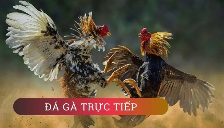 Hướng Dẫn Chi Tiết Cách Chơi Đá Gà GA28 Tại 69VN Thắng To