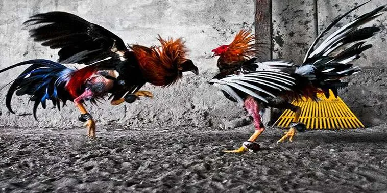 Hướng Dẫn Chi Tiết Cách Chơi Đá Gà GA28 Tại 69VN Thắng To